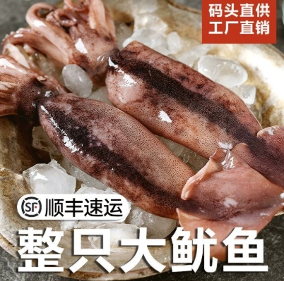 超大新鲜鱿鱼生鲜整只铁板烧烤专用食材商用冷冻批发火箭尤鱼须串